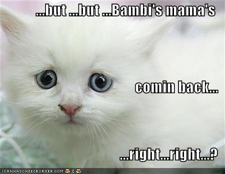 Cute Quotes  Picture Captions on Has A Sad Because All Of Our Cute Animal Pictures Disappeared