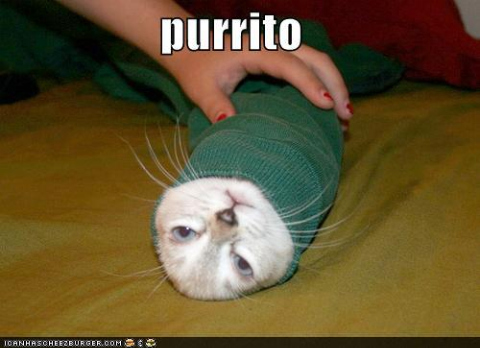 funny-pictures-cat-is-wrapped-like-burrito