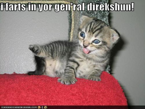 funny-pictures-farting-kitten