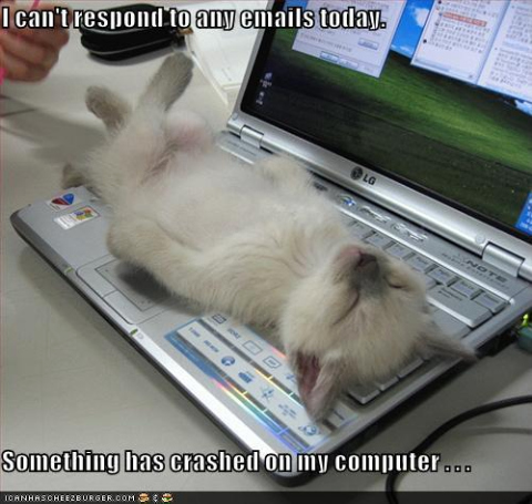 funny-pictures-kitten-crashed-laptop