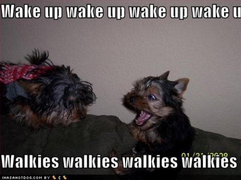 loldogs-cute-puppy-pictures-wakeupwakeup
